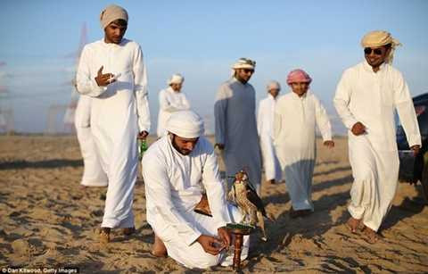 Nuôi chim ưng rất tốn kém và cần nhiều thời gian chăm sóc