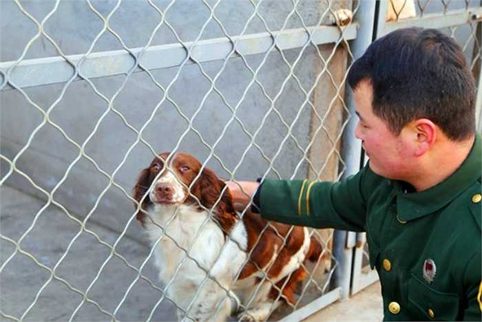 Zhang Yongheng, người huấn luyện chú chó Maomao