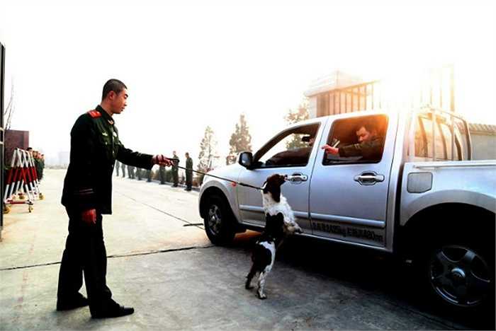 Zhang Yongheng, người huấn luyện chú chó Maomao từ khi còn rất nhỏ chia tay người bạn của mình