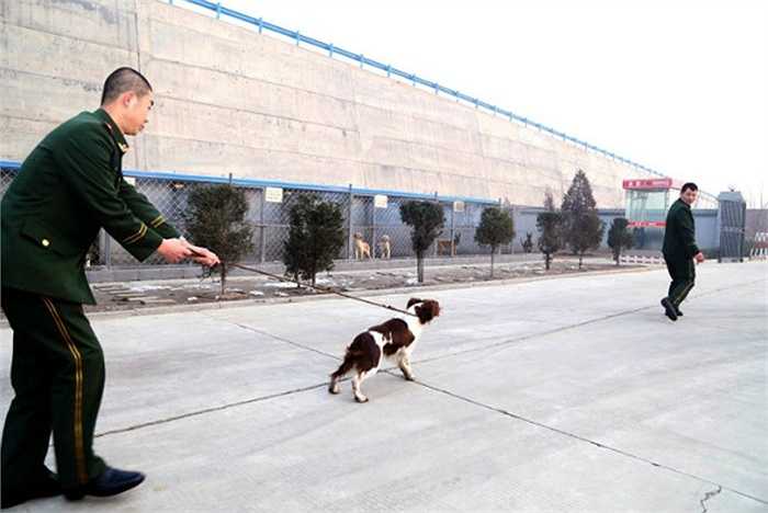 Maomao không hề muốn rời xa người huấn luyện mình