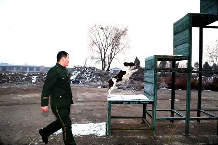 Chú chó và Zhang trong những bài tập cùng nhau