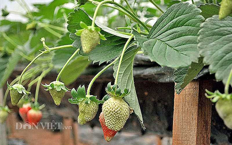 Dâu giống Nhật Bản được trồng trên cao, bằng phương pháp thủy canh với giá thể sơ dừa nên chất lượng bảo đảm sạch, lại ít sâu bệnh so với trồng trên luống đất như giống dâu phổ thông hiện nay.