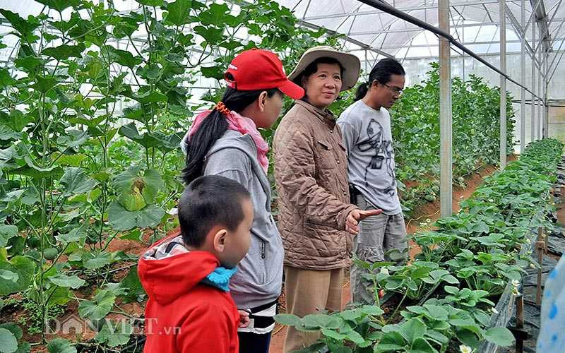 Chị Đào Thị Thảo (người phụ nữ đứng giữa) - chủ vườn dâu công nghệ hướng dẫn khách tham quan quy trình trồng dâu một cách nhiệt tình và thân thiện . Đây là cách quảng bá trực quan, làm cho người tiêu dùng có cảm giác “thân thiện” từ sản phẩm tới con người .