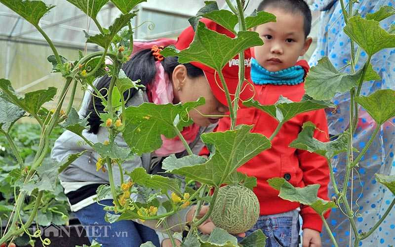 Khách tham quan “mê mẩn” với những sản phẩm khác được trồng với công nghệ sạch. Họ yên tâm và hy vọng hơn với sự bất lực về an toàn thực tại, khi hàng ngày tiếp xúc “hàng tấn” thông tin tiêu cực về vấn đế này .