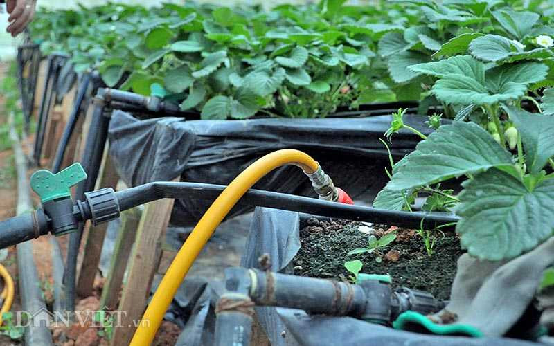  Hầu như tất cả đều tự động hóa trong quá trình sản xuất nhưng vẫn còn nhỏ lẻ và mang tính hộ gia đình. Hy vong trong tương lai gần, những hình ảnh như vậy phổ biến trong nền nông nghiệp Việt Nam.