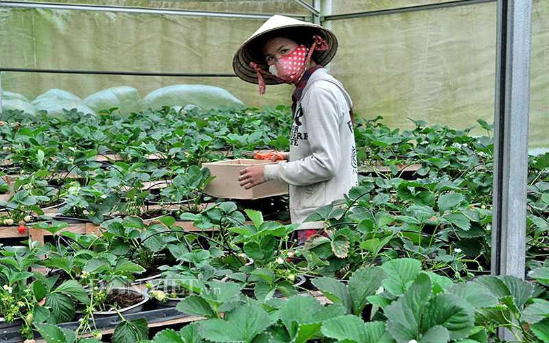 Kiểm tra kỹ lưỡng chất lượng của giống dâu Nhật Bản.