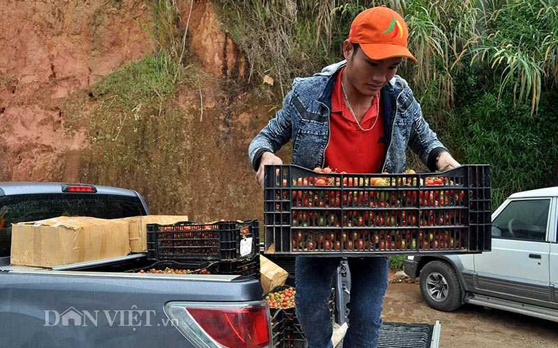 Đột nhập vườn dâu tây công nghệ cao ở Đà Lạt