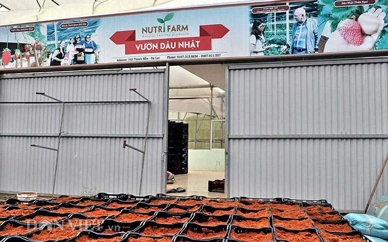 Đột nhập vườn dâu tây công nghệ cao ở Đà Lạt