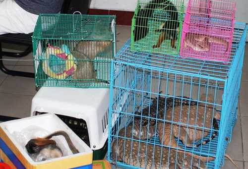 Nhiều động vật hoang dã bị phát hiện tại cửa hàng của Khoa - Ảnh: C.C. Nhiều động vật hoang dã bị phát hiện tại cửa hàng của Khoa - Ảnh: C.C.