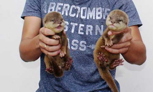 Rái cá được phát hiện trong cửa hàng của Khoa - Ảnh: C.C. Rái cá được phát hiện trong cửa hàng của Khoa - Ảnh: C.C.