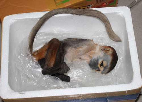 Khoa bán cả voọc chà vá chân đen... - Ảnh: C.C. Khoa bán cả voọc chà vá chân đen... - Ảnh: C.C.