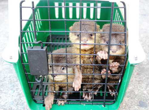 ... và rái cá vuốt bé - Ảnh: C.C. ... và rái cá vuốt bé - Ảnh: C.C.