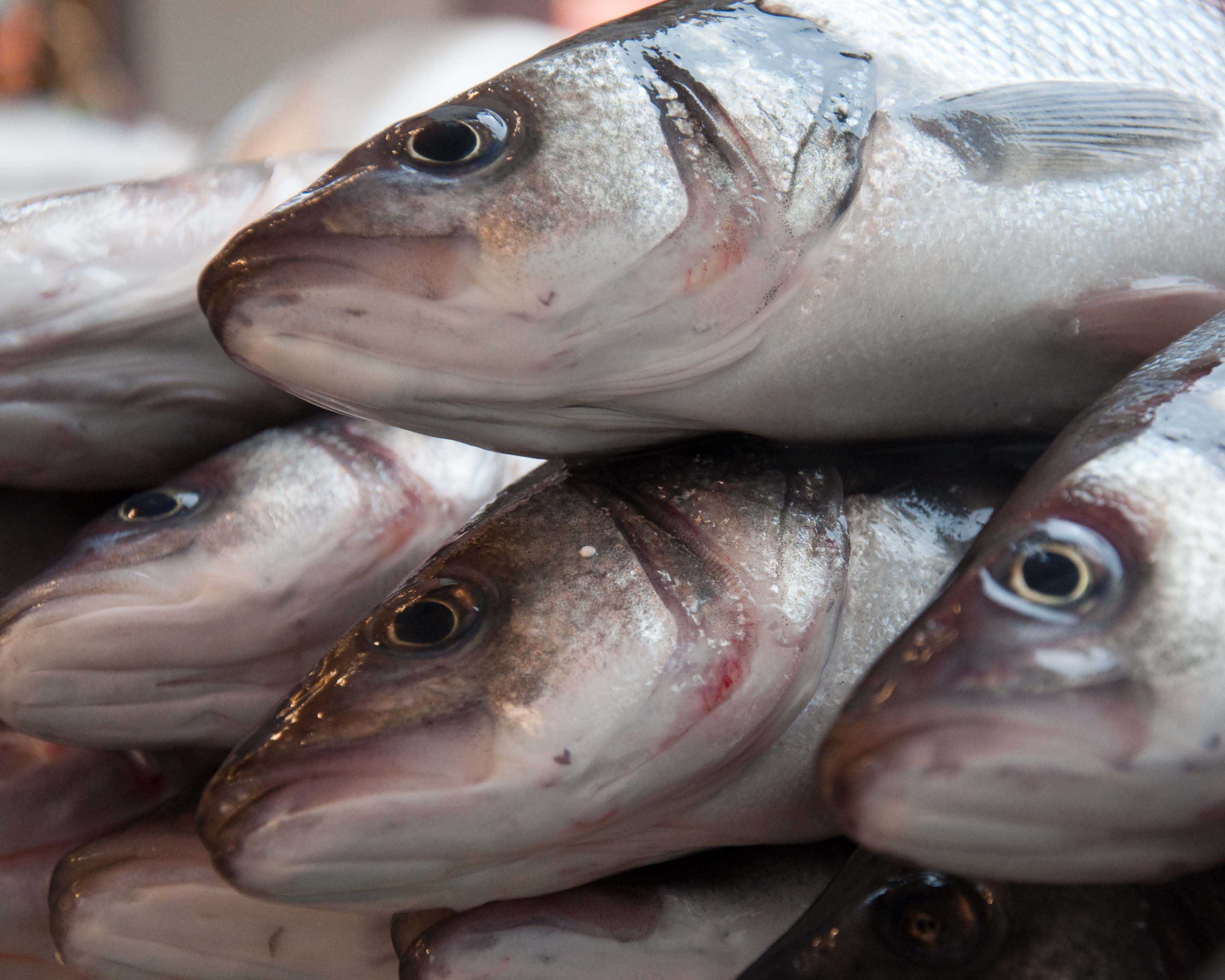 Cách chọn cá tươi sạch không bị tẩm ướp hóa chất