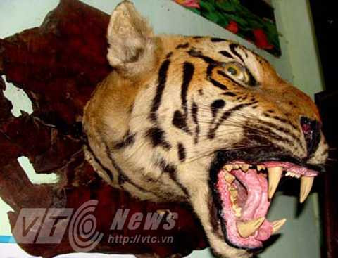 Tiêu bản đầu hổ của một thợ săn ở Quỳnh Nhai, Sơn La Tiêu bản đầu hổ của một thợ săn ở Quỳnh Nhai, Sơn La