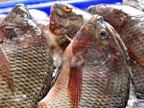 Nếu muốn sống thọ, tránh xa thực phẩm Trung Quốc đội lốt hàng Việt Nam