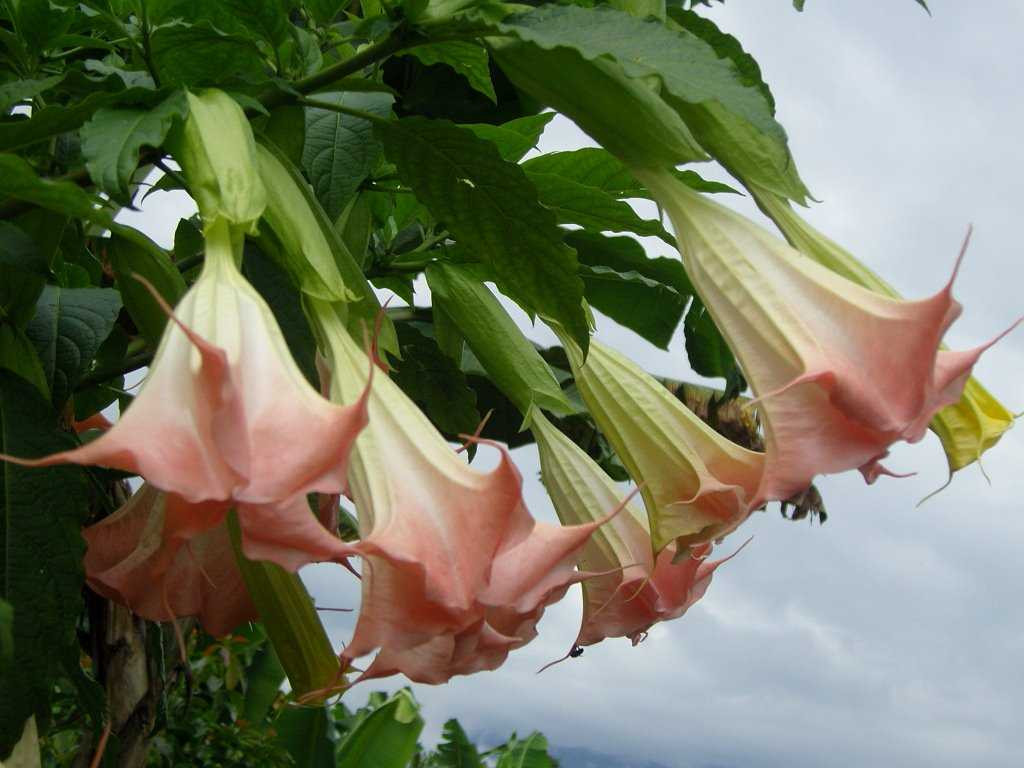 Thực hư chuyện cướp của, cưỡng bức bằng cách thôi miên