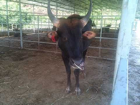 Hậu duệ F1 của con bò tót si tình. Hậu duệ F1 của con bò tót si tình.