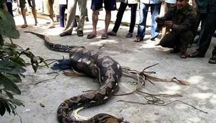 Con trăn nuốt chửng con bê bị người dân bắt được. Con trăn nuốt chửng con bê bị người dân bắt được.