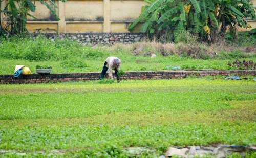 Vào các buổi sáng sớm, người dân thường ra ruộng hái rau để bán chợ sớm.
