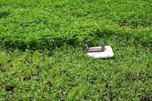 Những dụng cụ hái rau vẫn được để tại ruộng để ngày hôm sau hái tiếp.