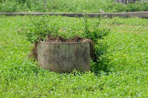 Nhiều người sẽ cảm thấy rùng mình khi biết rau muống trong các bữa ăn hàng ngày được trồng ngay gần mộ của người đã khuất.