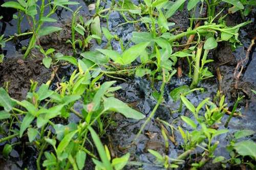 Do nằm gần nghĩa địa nên nước tại các ruộng rau muống mang một màu đen ngòm và có nổi nhiều váng mỡ.