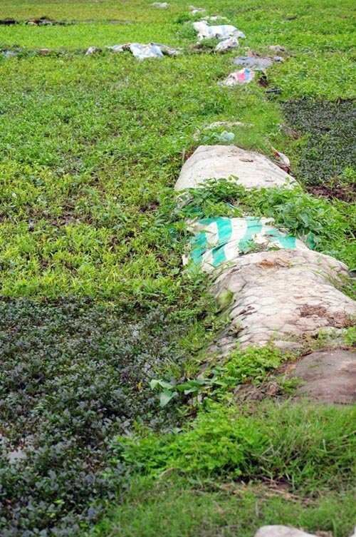 Người dân tận dụng chăn, màn... trải ra bờ ruộng để thuận tiện trong việc đi lại.