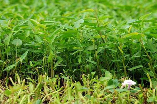 Những ruộng rau muống trồng gần các ngôi mộ xanh mơn mởn.