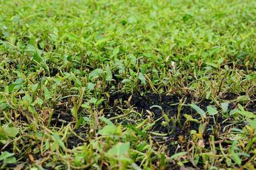 Thông thường, người dân sẽ không hái mà dùng liềm cắt rau muống.