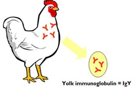 Kháng thể từ lòng đỏ trứng gà là đột phá mới chống bệnh dạ dày có vi khuẩn Hp