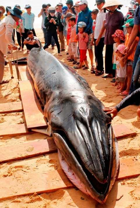 Người dân làm thủ tục mai táng cho con cá theo phong tục địa phương (Ảnh: Thanh Hải)