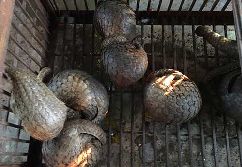 Số tê tê bị lực lượng Công an bắt giữ tại hiện trường