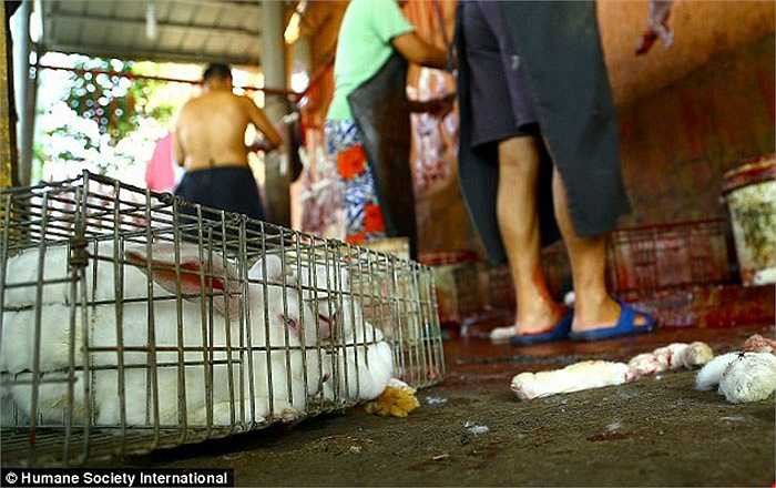 Cảnh các công nhân đang lNhững đồ dùng bằng lông thú thường rất đắt và chỉ có những người giàu có mới dám mua chúng. Lợi nhuận lớn khiến các xưởng lột da động vật ngày càng mọc lên nhiều ở Trung Quốc.ột da thỏ được chụp lén trong lò mổ ở Trung Quốc.