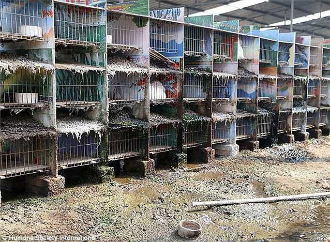 Cảnh môi trường nuôi thỏ thiếu vệ sinh tại một trang trại.