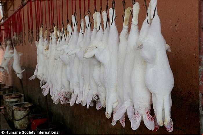 Những con thỏ bị giết và treo lên móc chờ công nhân tiến hành lột da.