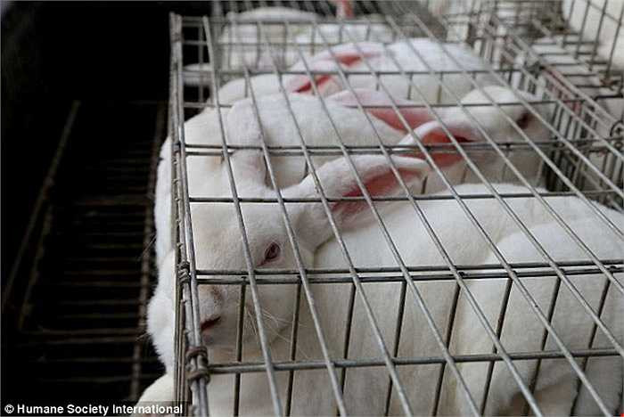 Việc nuôi thỏ lấy lông đã bị cấm ở Anh vào năm 2000 và kể từ đó, tất cả lông thú đã được nhập khẩu từ các nước khác như Trung Quốc.