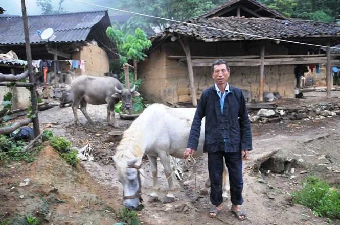 Thôn Sán Chá của người Thu Lao có thể xem như xứ sở hạnh phúc của trâu, ngựa Thôn Sán Chá của người Thu Lao có thể xem như xứ sở hạnh phúc của trâu, ngựa