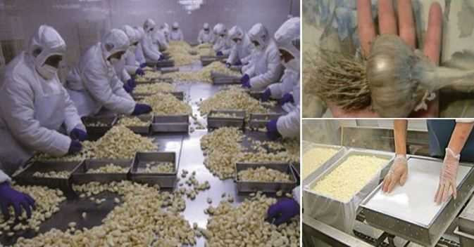 Cách phân biệt tỏi Việt Nam và tỏi Trung Quốc