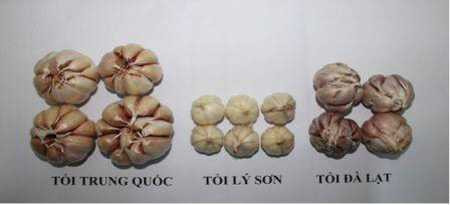 Cách phân biệt tỏi Việt Nam và tỏi Trung Quốc