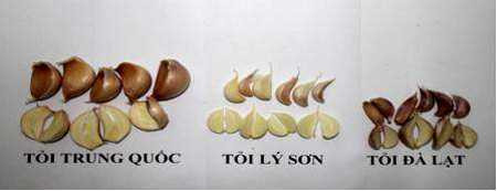 Cách phân biệt tỏi Việt Nam và tỏi Trung Quốc