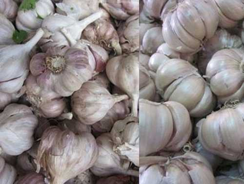 Cách phân biệt tỏi Việt Nam và tỏi Trung Quốc