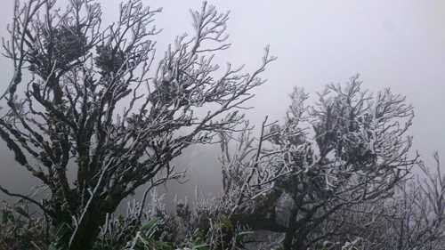 Sau khi nhiệt độ giảm sâu, hiện tượng băng giá đã xuất hiện trên đỉnh Phia Oắc, huyện Bình Nguyên, tỉnh Cao Bằng.