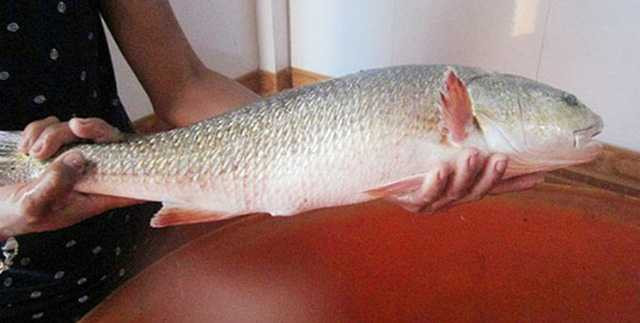 Cá sủ vàng anh Nhật câu được ngày 24/11. Ảnh: Internet Cá sủ vàng anh Nhật câu được ngày 24/11. Ảnh: Internet