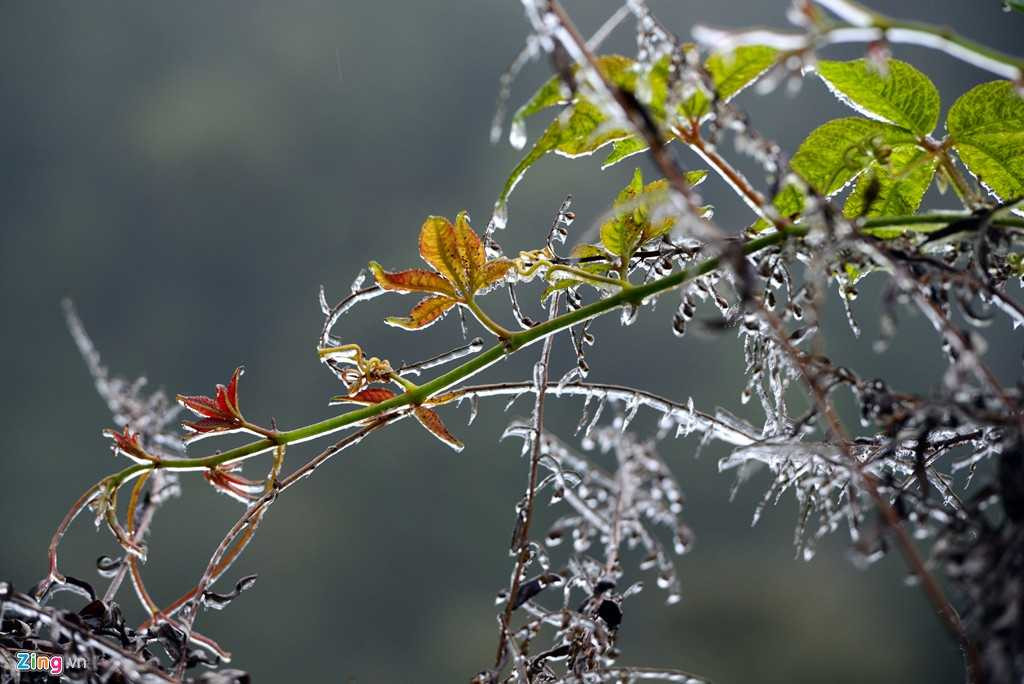 Theo ông Hải, nguyên tắc để có tuyết rơi thì nhiệt độ phải dưới 1 độ C và cần một số điều kiện khác nữa như trạng thái bầu trời có sương mù, mưa hay không…. 