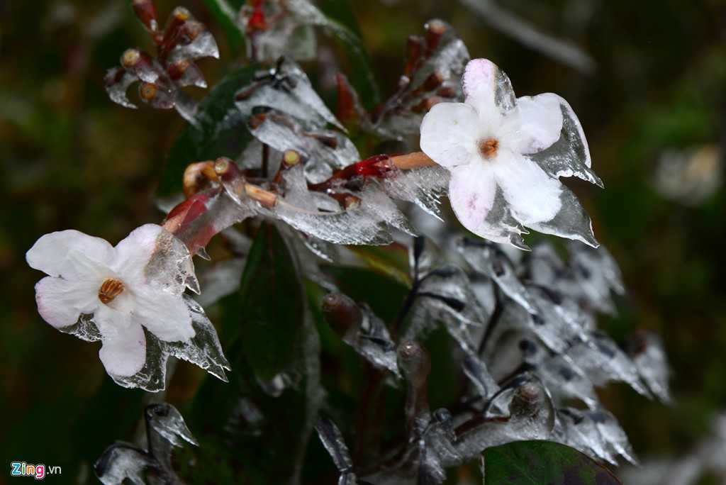 Nhiều bông hoa ven đường bị băng bọc kín.