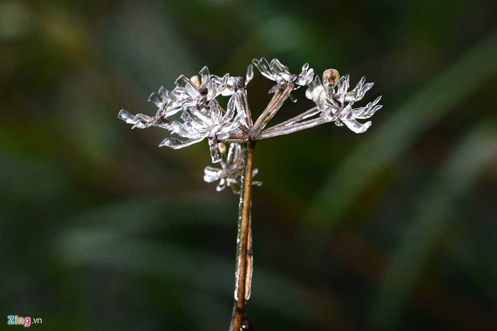 Hiện tượng này tuy kỳ thú đối với du khách nhưng lại làm ảnh hưởng không nhỏ đến đời sống của người dân địa phương.