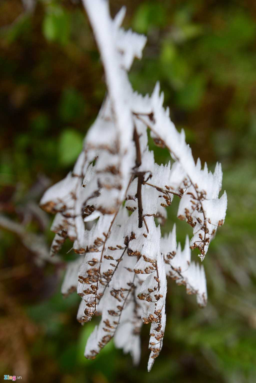 Choáng ngợp cảnh băng giá phủ trắng Sa Pa