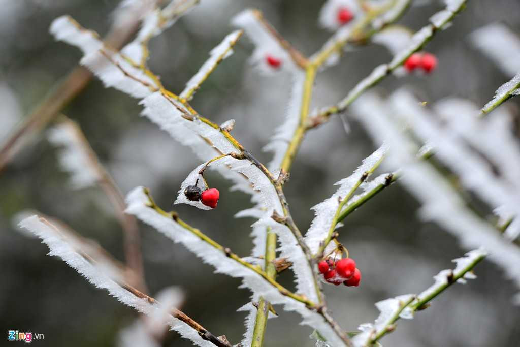 Choáng ngợp cảnh băng giá phủ trắng Sa Pa