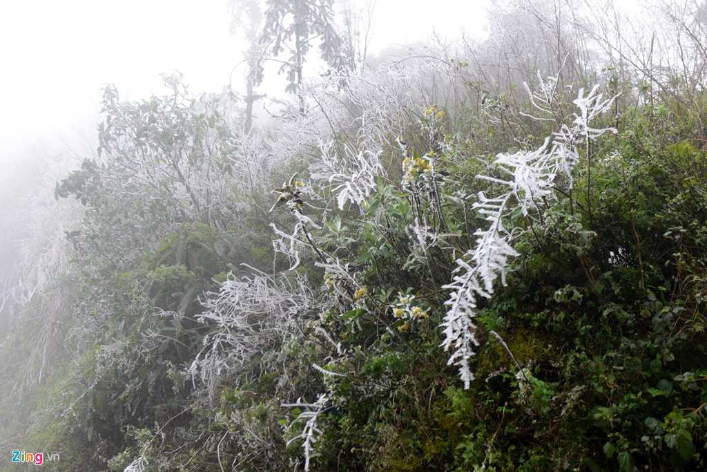 Trắng xoá cả một mảng sườn núi