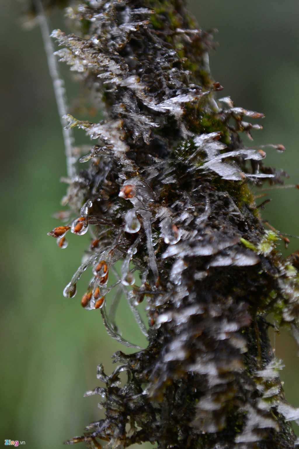 Nhiệt độ thấp nhất vào đêm và sáng dao động trong khoảng 11-13 độ C ở vùng đồng bằng, vùng núi nhiệt độ còn xuống thấp hơn, 8 - 11 độ C. 
